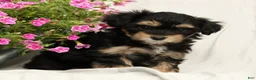 Yorkiepoo dogs for sale: Lacey - Ad 1
