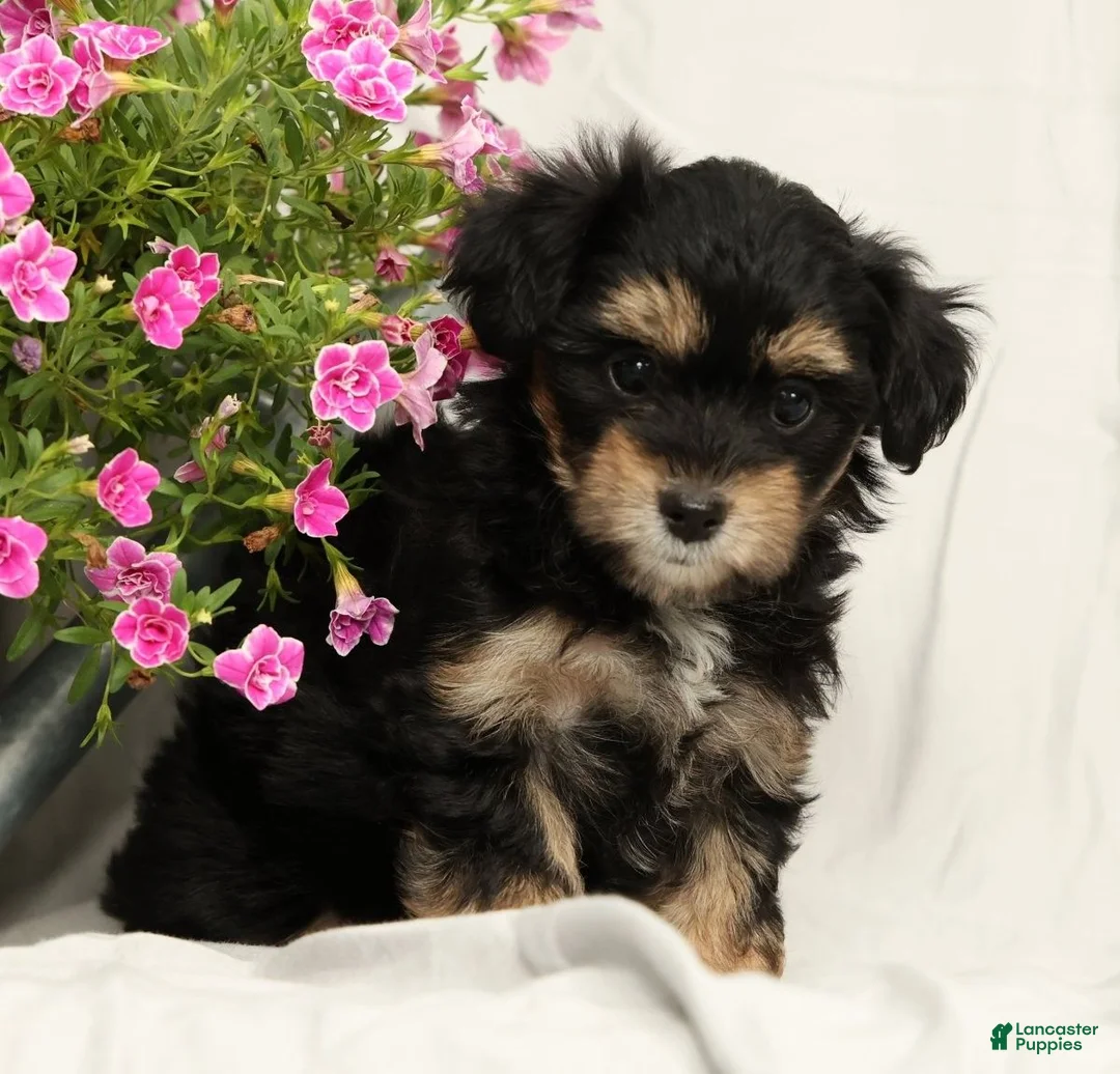 Yorkiepoo dogs for sale: Lacey - Ad 1