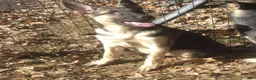 German Shepherd dogs for sale: Paige  - Ad 2