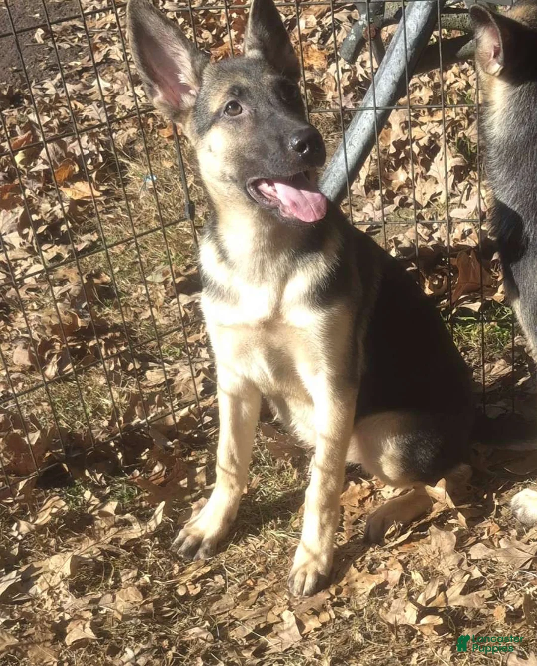 German Shepherd dogs for sale: Paige  - Ad 2