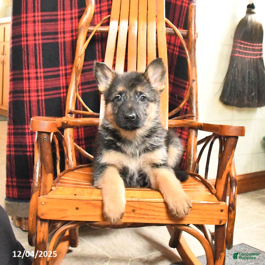 German Shepherd dogs Polly - Ad 35