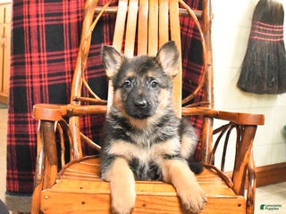 German Shepherd dogs Polly - Ad 17