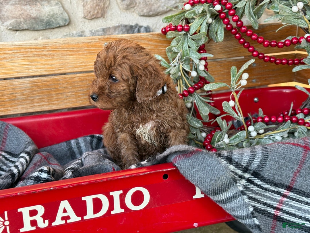 Mini Goldendoodle dogs for sale: Ilsa - Ad 9