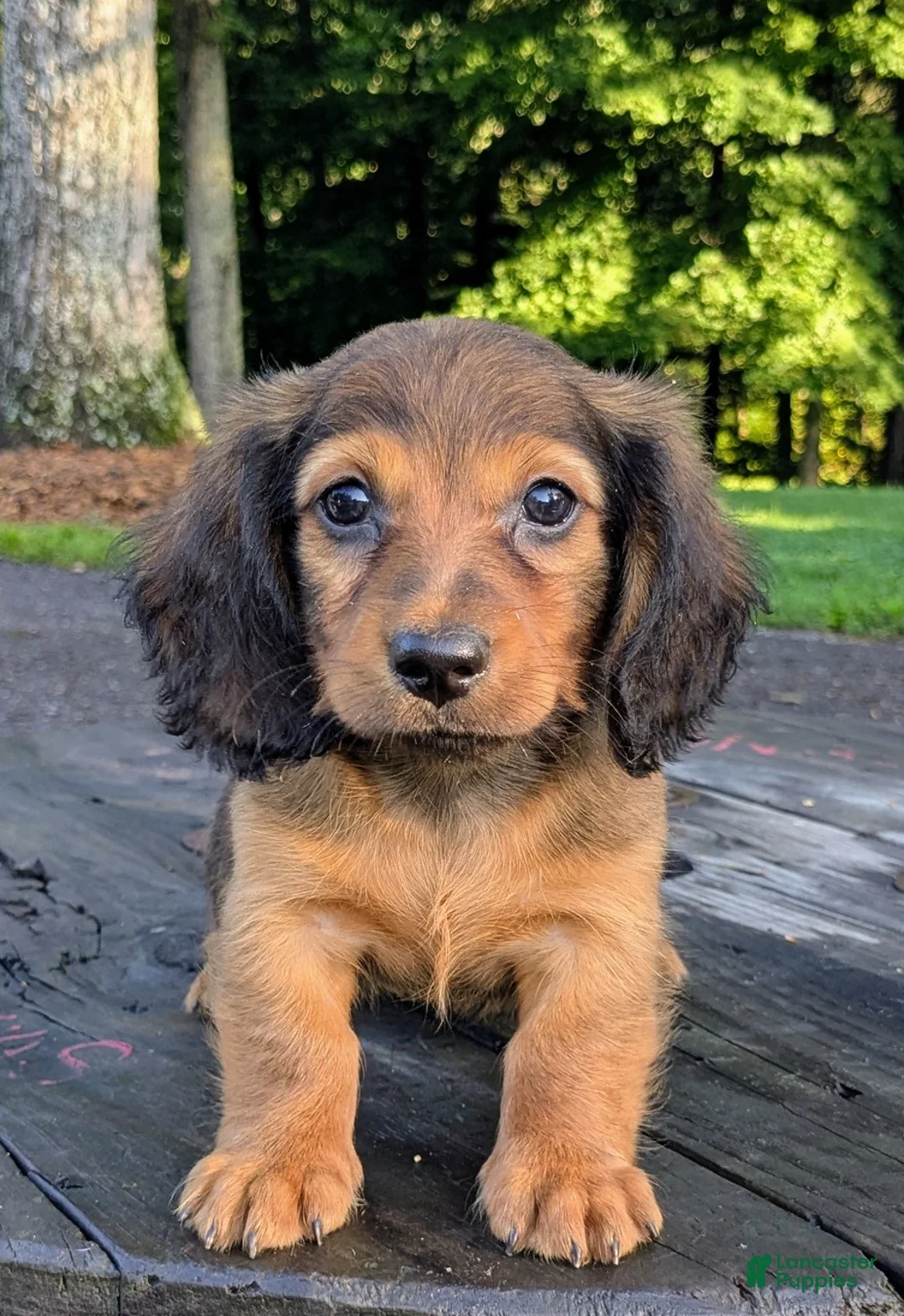 Dachshund dogs for sale: Wilder - Ad 1