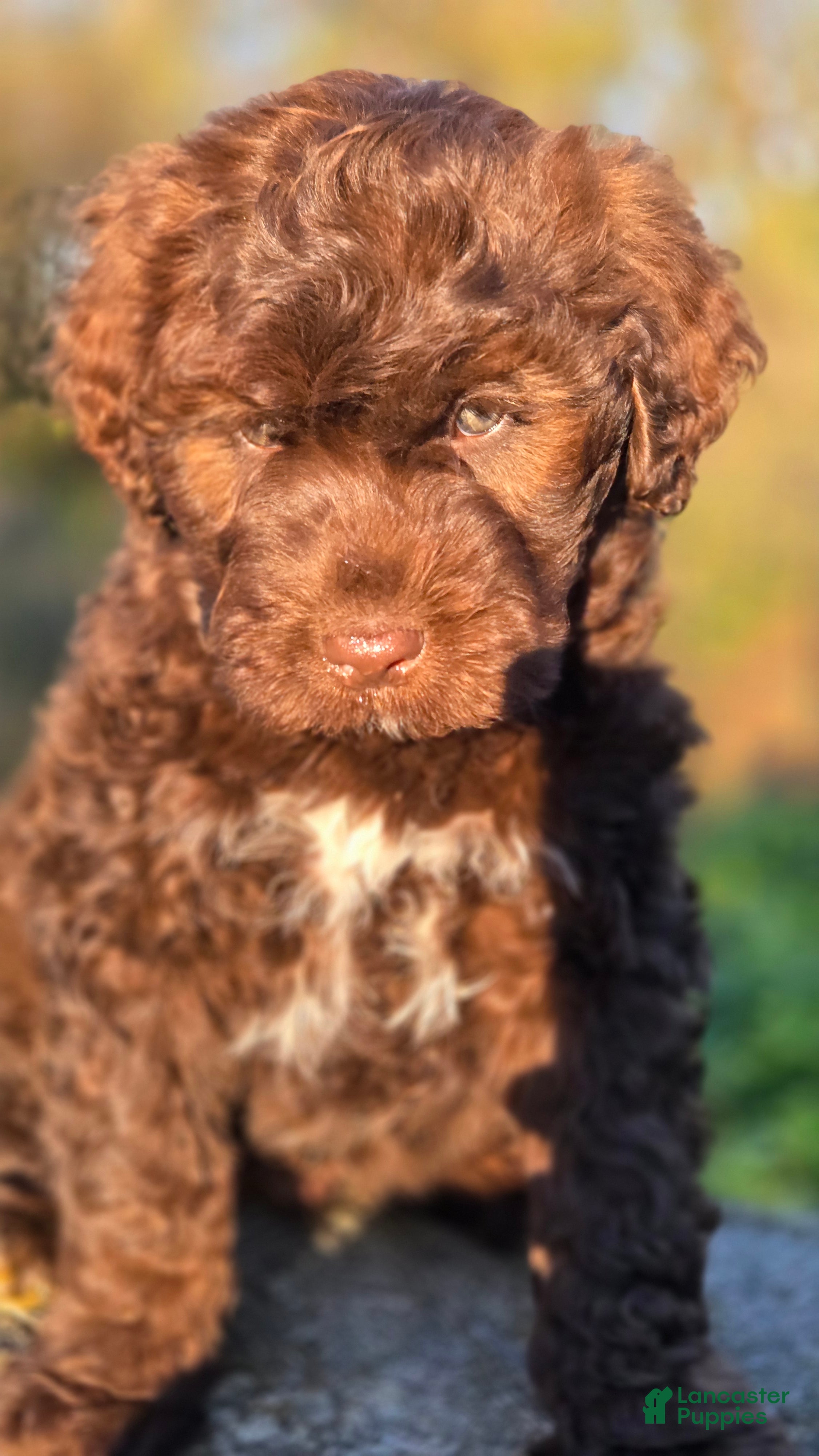 Portuguese Water Dog dogs Forrest - Ad 2