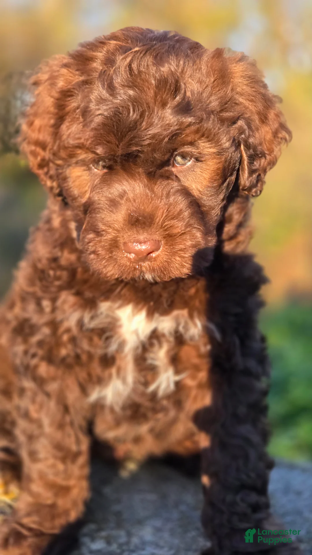Portuguese Water Dog dogs for sale: Forrest - Ad 2