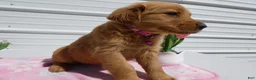 Golden Retriever dogs for sale: Golden Retriever Puppy 2 Mable - Ad 3