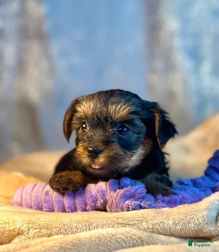 Yorkshire Terrier dogs Luna - Ad 19