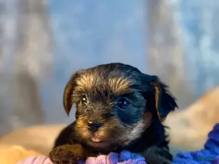 Yorkshire Terrier dogs Luna - Ad 19