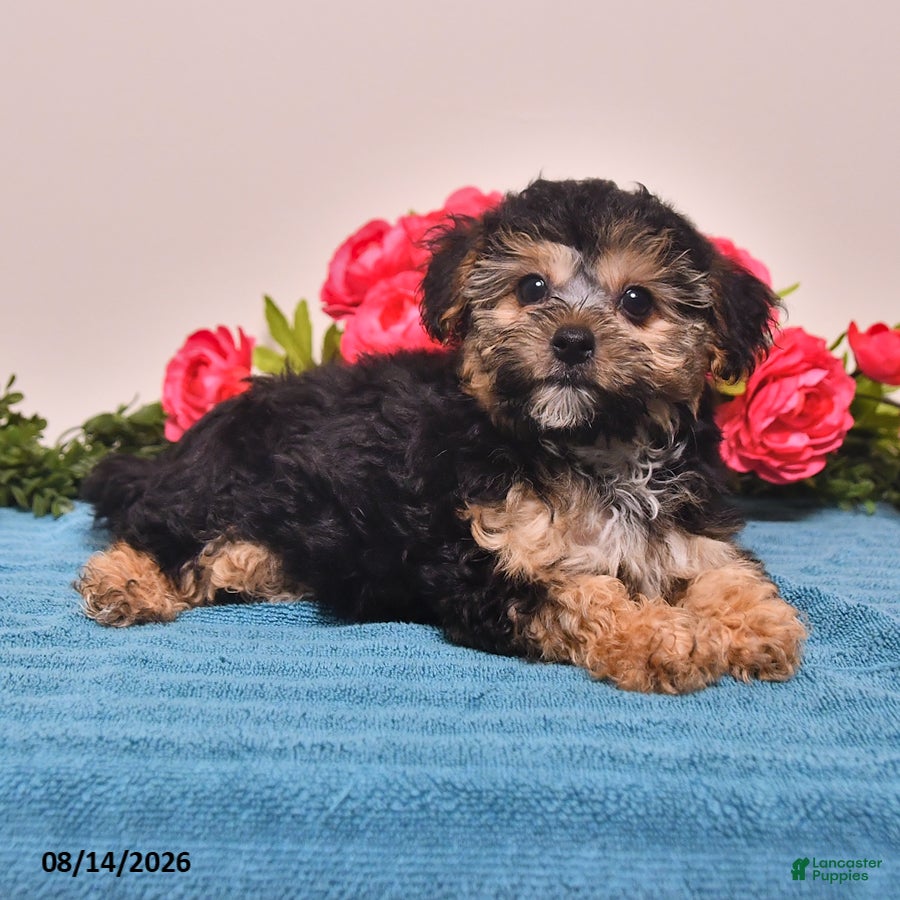 Yorkiepoo dogs Ranger - Ad 2