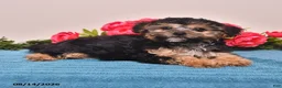Yorkiepoo dogs for sale: Ranger - Ad 2