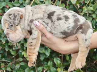 English Bulldog dogs English Bulldog Puppy 1 - Ad 11