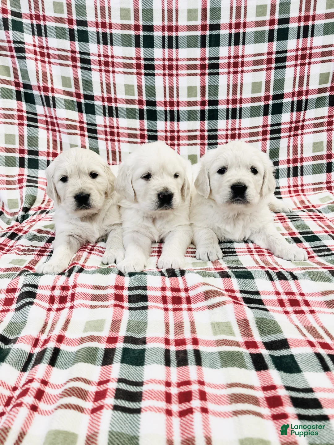 Golden Retriever dogs for sale: Golden Retriever Puppy 4 - Ad 1