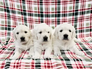 Golden Retriever dogs Golden Retriever Puppy 4 - Ad 21