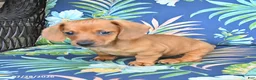 Miniature Dachshund dogs for sale: Jasper - Ad 3
