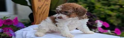 Maltipoo dogs for sale: Kip - Ad 4