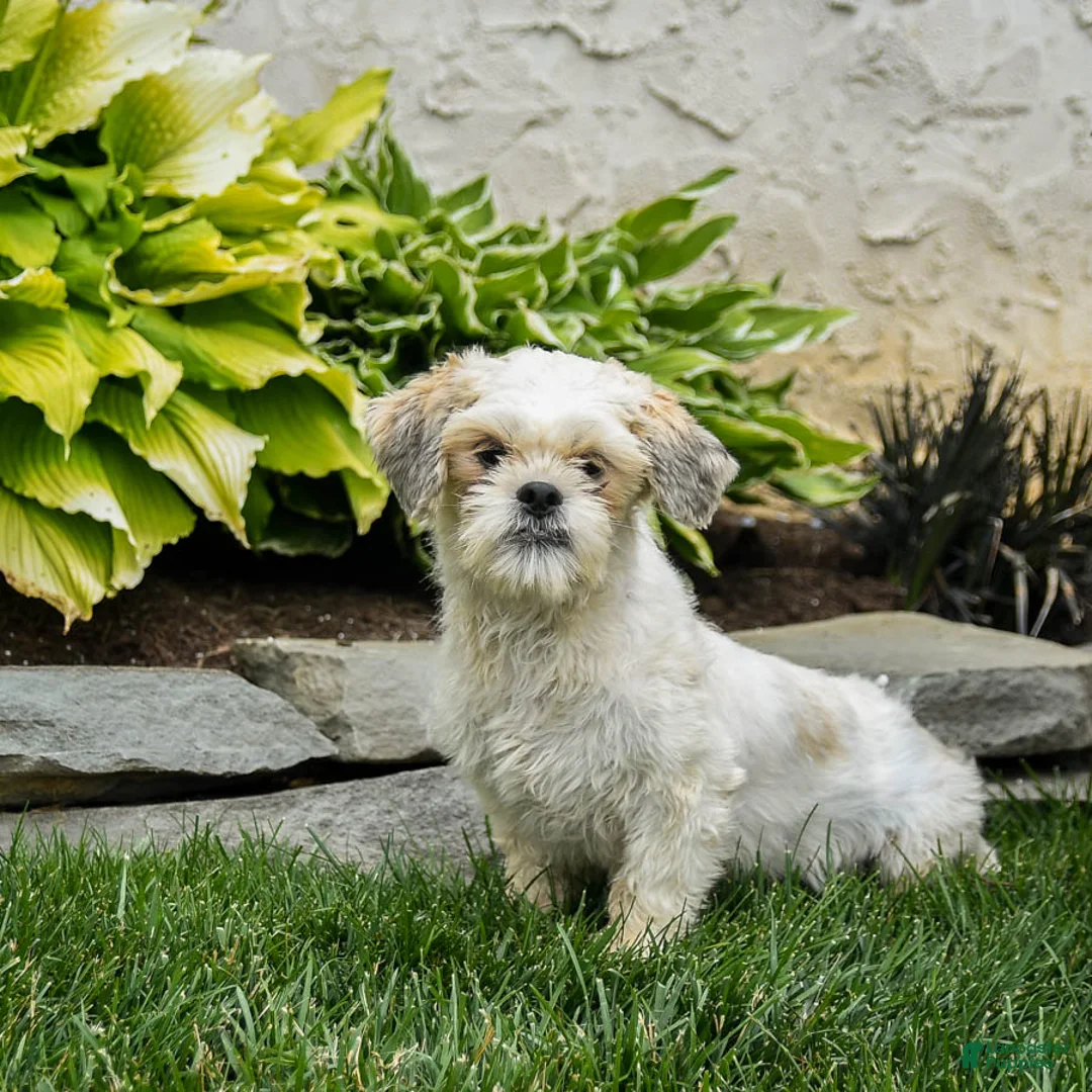Shih Tzu dogs for sale: Millie - Ad 4