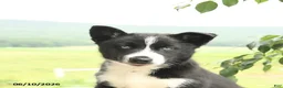 Gerberian Shepsky dogs for sale: Frosty - Ad 8