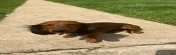 Miniature Dachshund dogs for sale: Monty - Ad 5