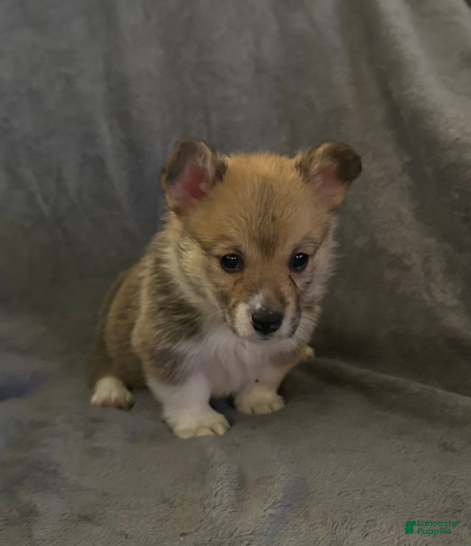 Welsh Corgi Pembroke dogs Welsh Corgi Pembroke Puppy 4 - Ad 31