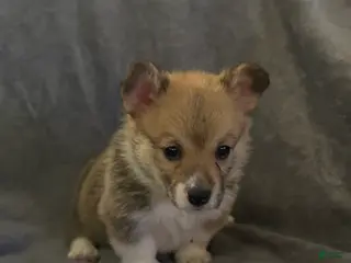 Welsh Corgi Pembroke dogs Welsh Corgi Pembroke Puppy 4 - Ad 31