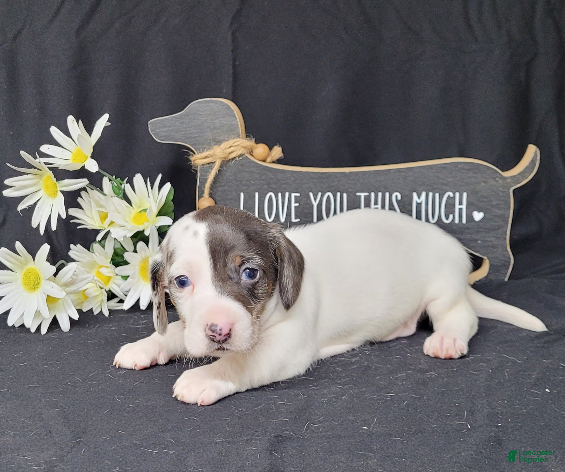 Miniature Dachshund dogs Cooper AKC Reg Dapple Pie - Ad 2