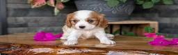 Cavalier King Charles Spaniel dogs for sale: Lyla - Ad 11