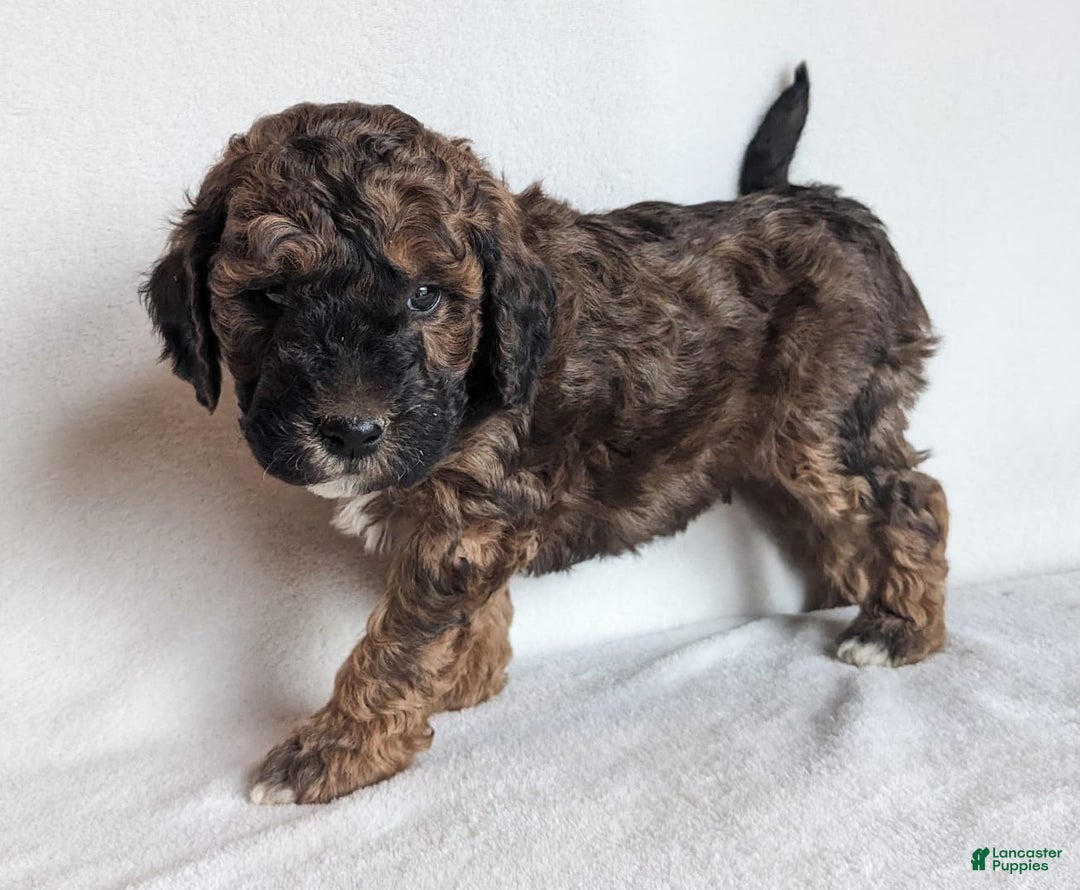 Mini Goldendoodle dogs for sale: Diesel F1B - Ad 3