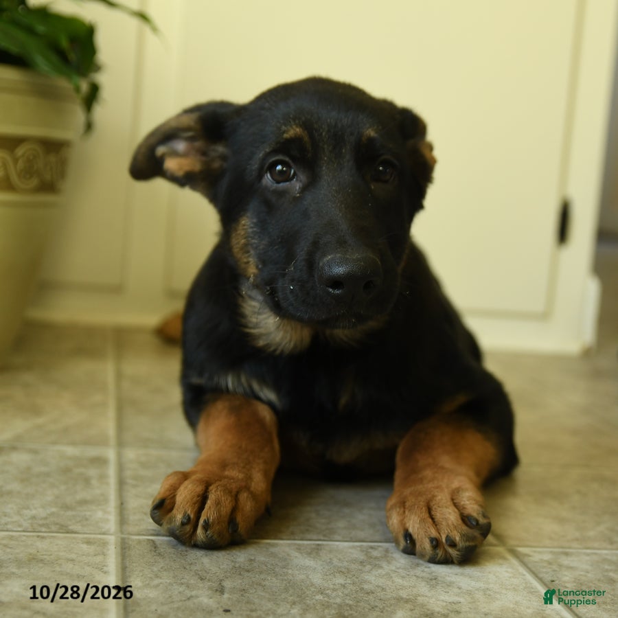 German Shepherd dogs for sale: Sasha - Ad 2