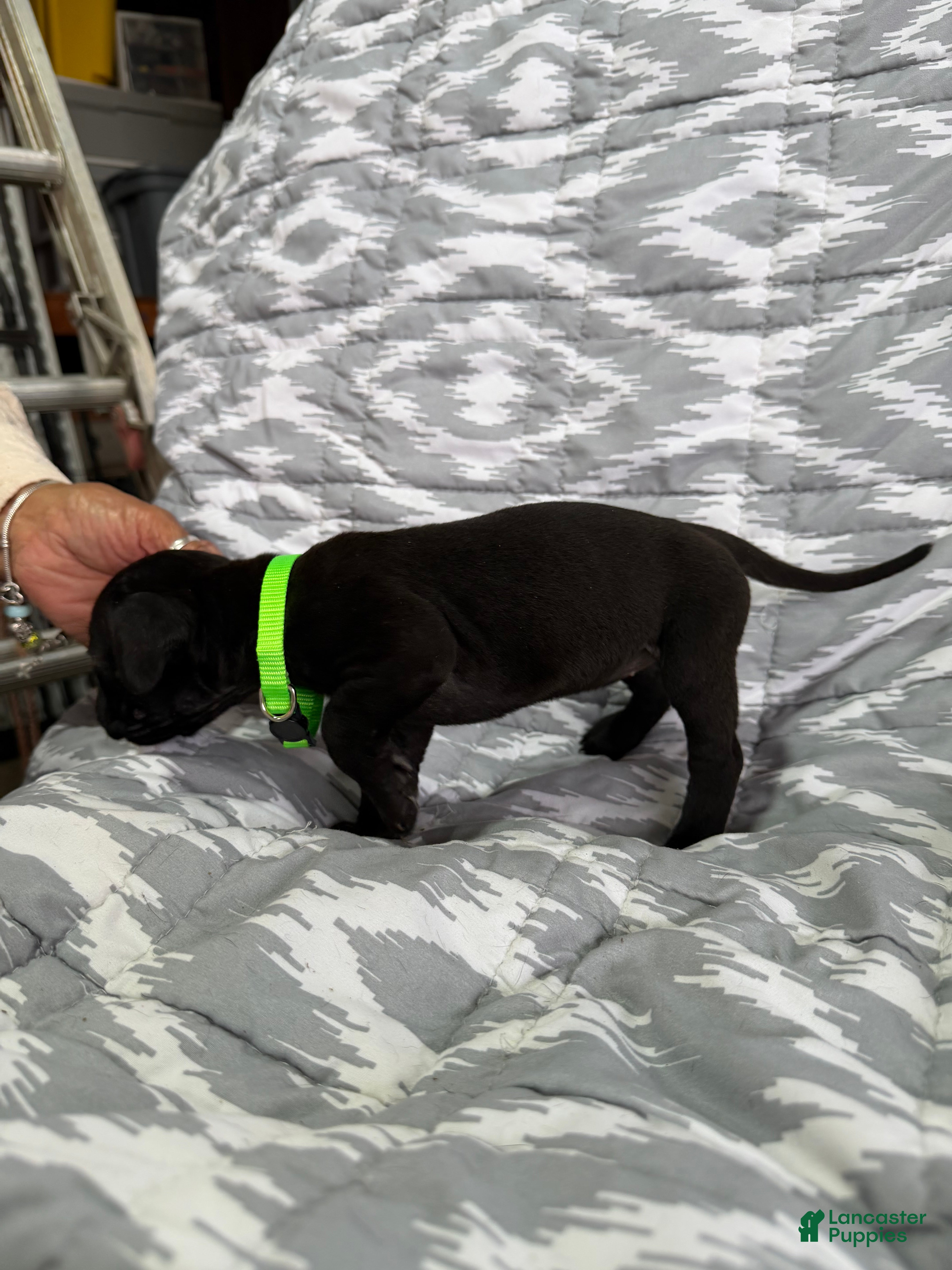Cane Corso dogs Max - Ad 2