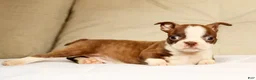 Boston Terrier dogs for sale: Pixie - Ad 5