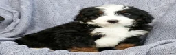 Mini Bernedoodle dogs for sale: Koah - Ad 8