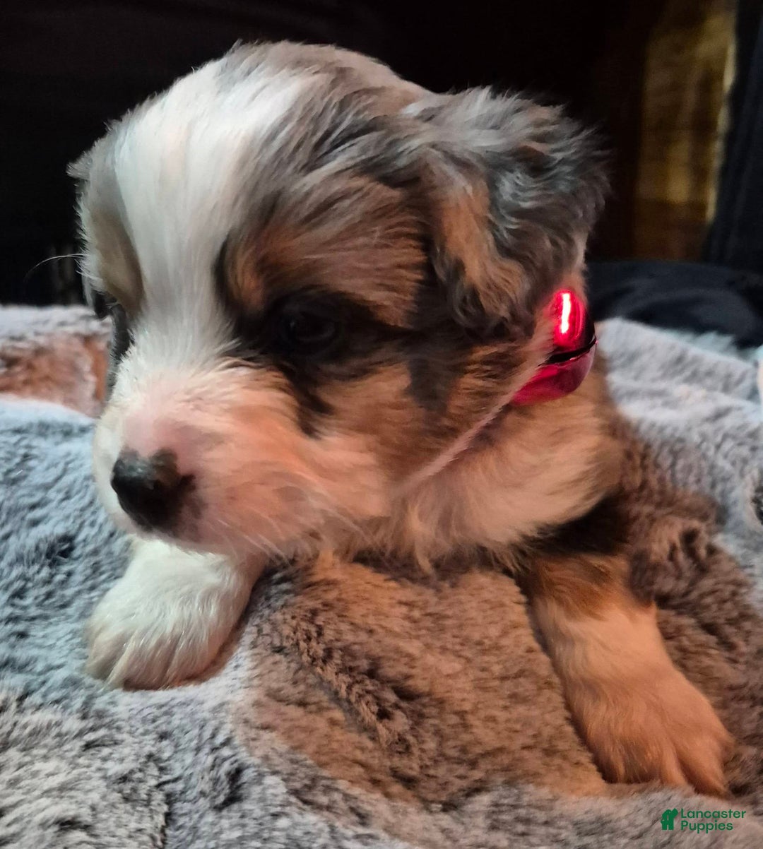 Toy Australian Shepherd dogs for sale: Toy Australian Shepherd Puppy 2 - Ad 3