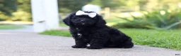 Cavapoo dogs for sale: Juniper - Ad 6