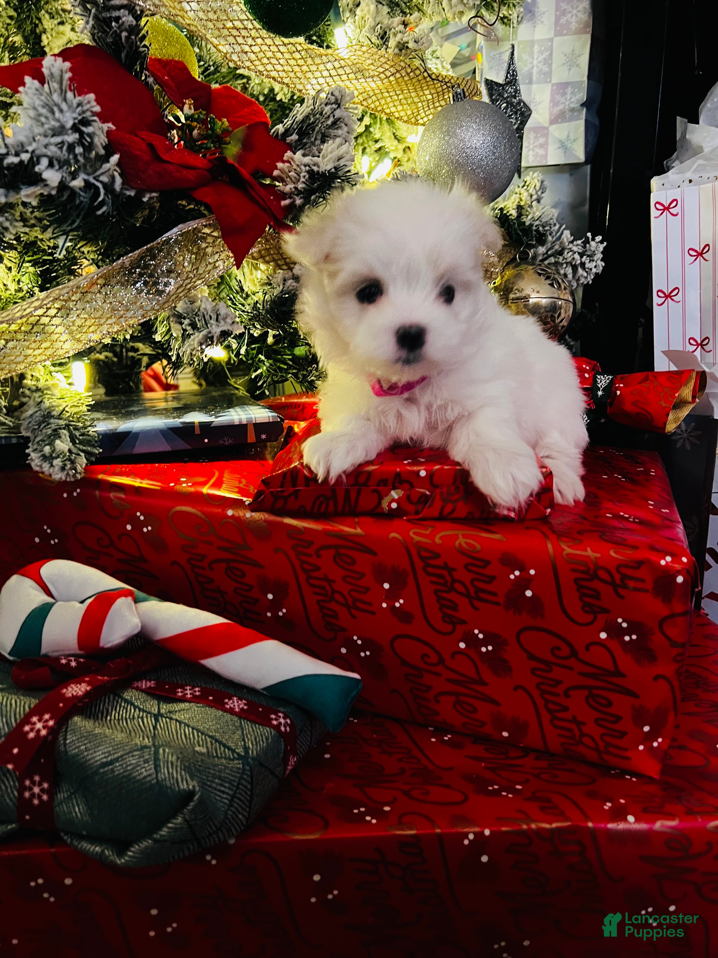 Maltese dogs Candycane - Ad 40