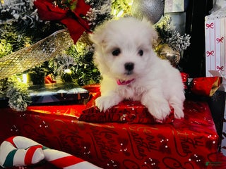 Maltese dogs Candycane - Ad 40
