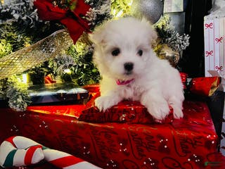 Maltese dogs Candycane - Ad 25