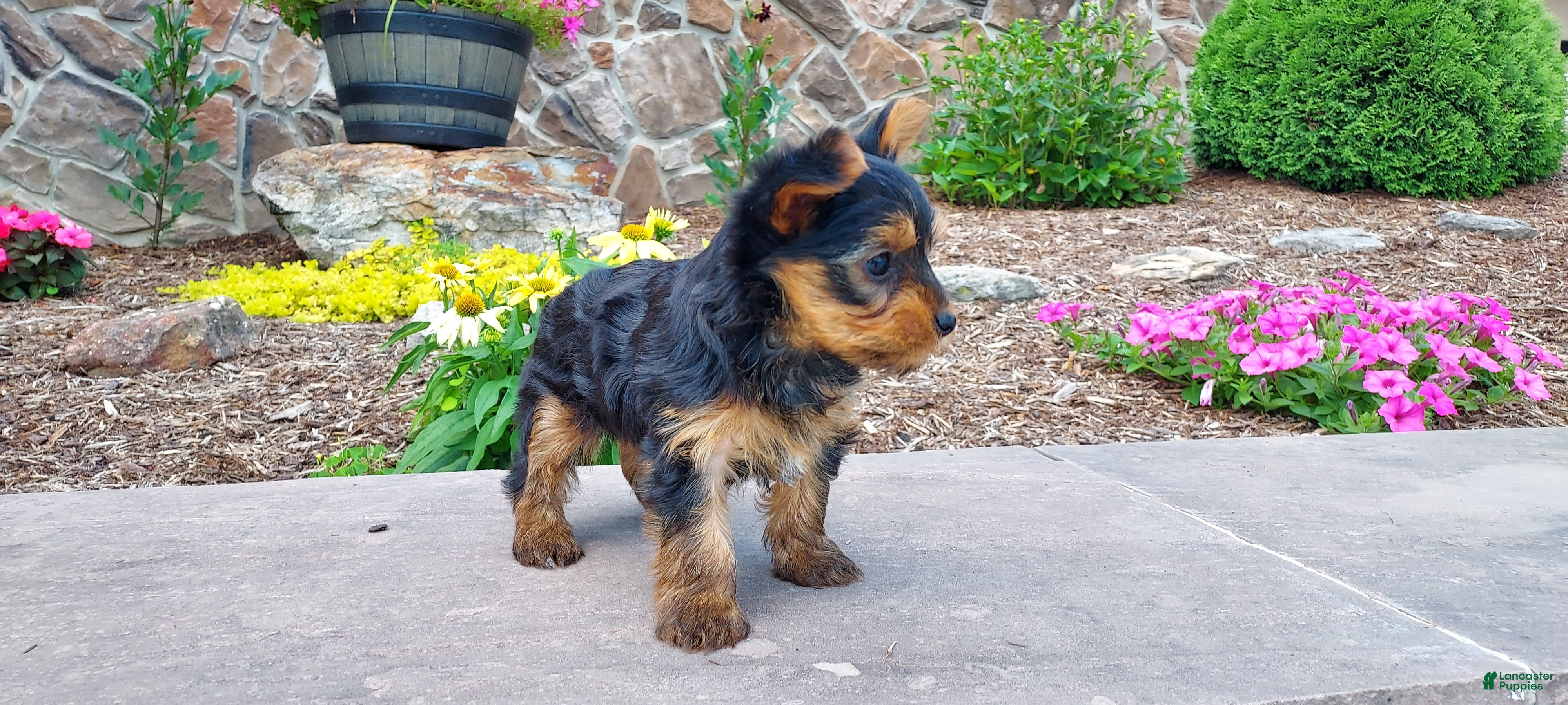 Yorkshire Terrier dogs Razor - Ad 2