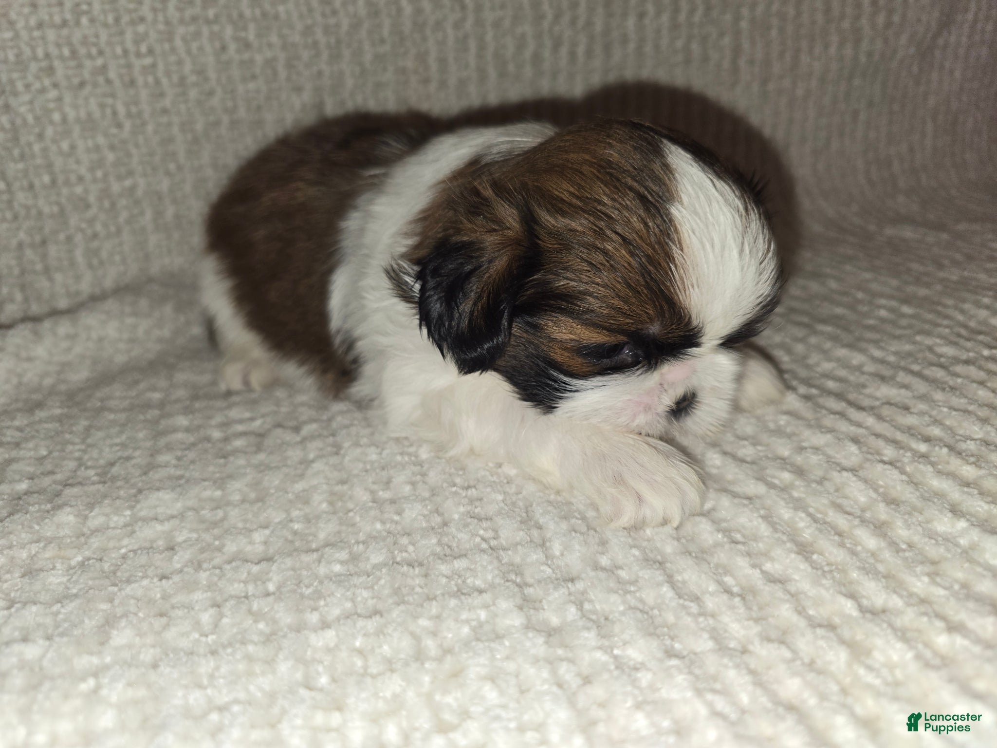 Shih Tzu dogs Shih Tzu Puppy 4 - Ad 41