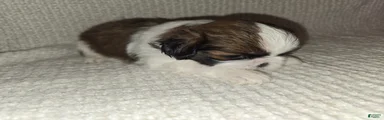 Shih Tzu Puppy 4