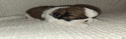 Shih Tzu dogs for sale: Shih Tzu Puppy 4 - Ad 1