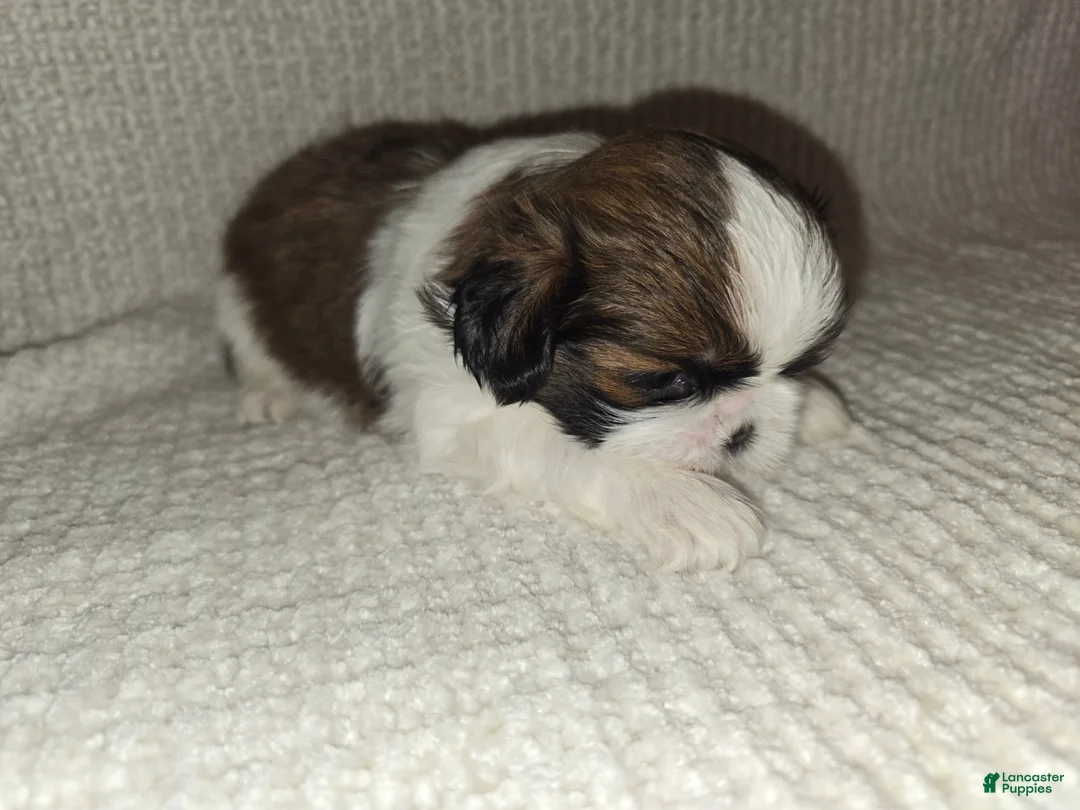 Shih Tzu dogs for sale: Shih Tzu Puppy 4 - Ad 1