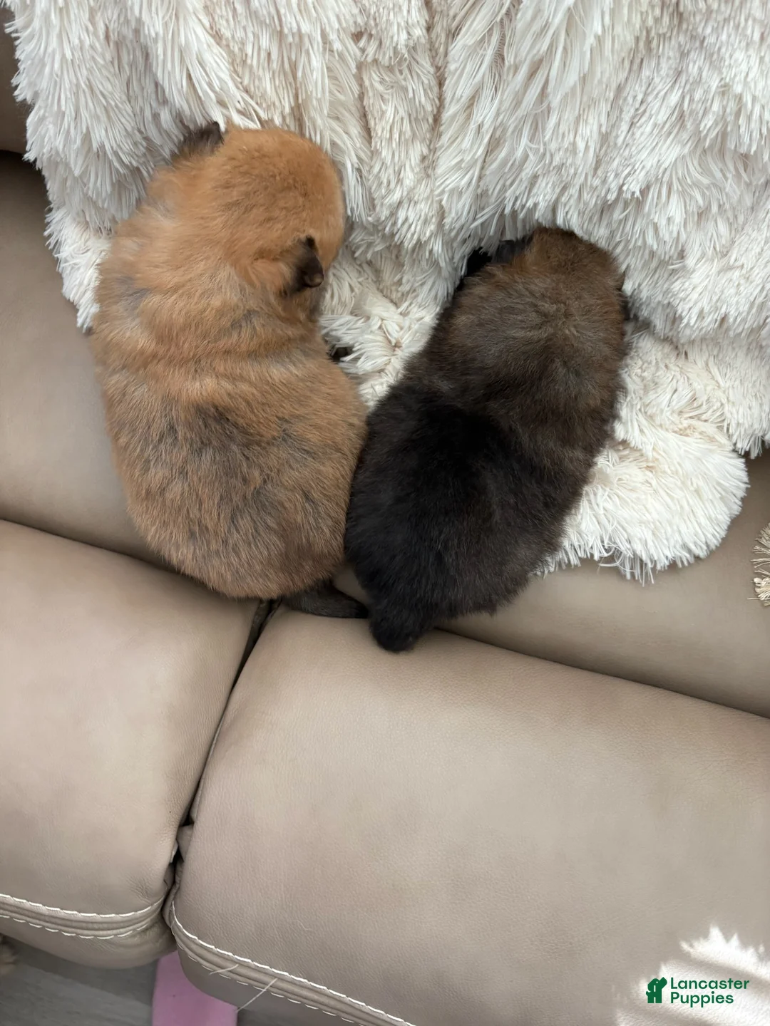 Pomeranian dogs for sale: Opal - Ad 3