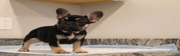 French Bulldog dogs for sale: Kiwi - Ad 3