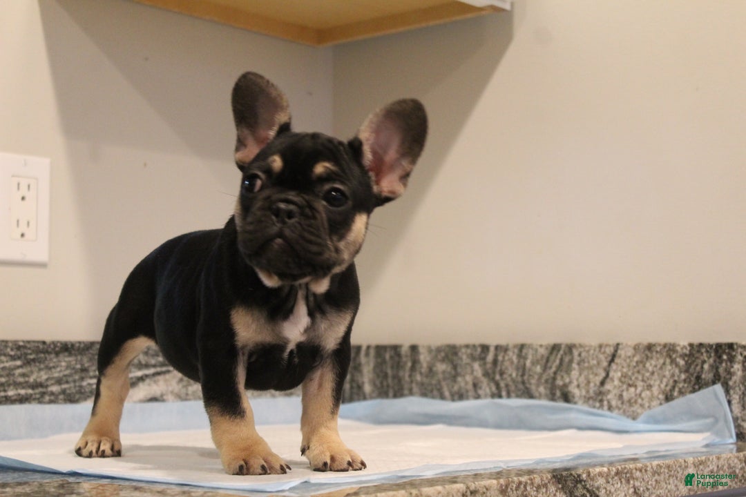 French Bulldog dogs for sale: Kiwi - Ad 3
