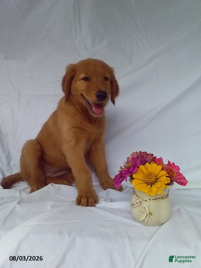 Golden Retriever dogs Sally - Ad 7