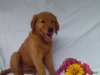 Golden Retriever dogs Sally - Ad 7