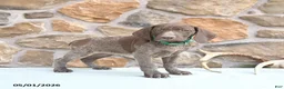 German Shorthaired Pointer dogs for sale: Fancy - Ad 1