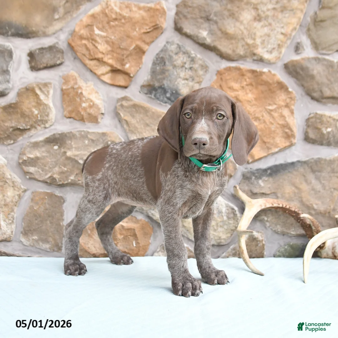 German Shorthaired Pointer dogs for sale: Fancy - Ad 1