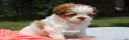 Shihpoo dogs for sale: Lark - Ad 8